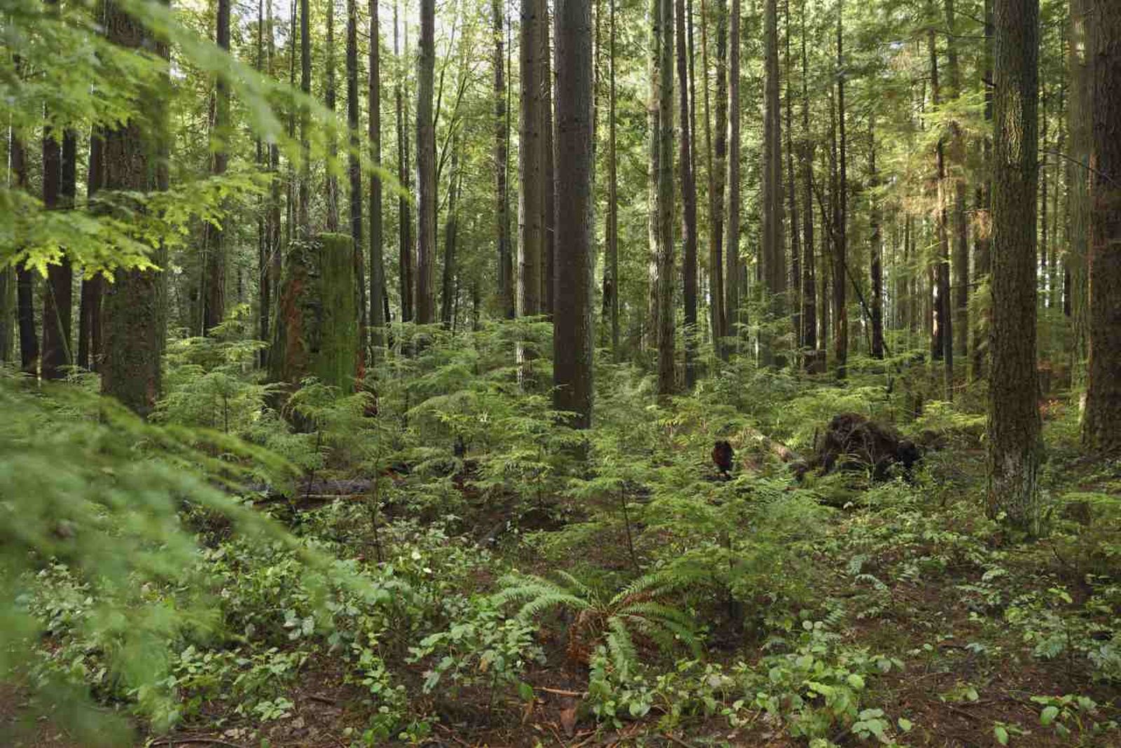 Plantas de sotobosque