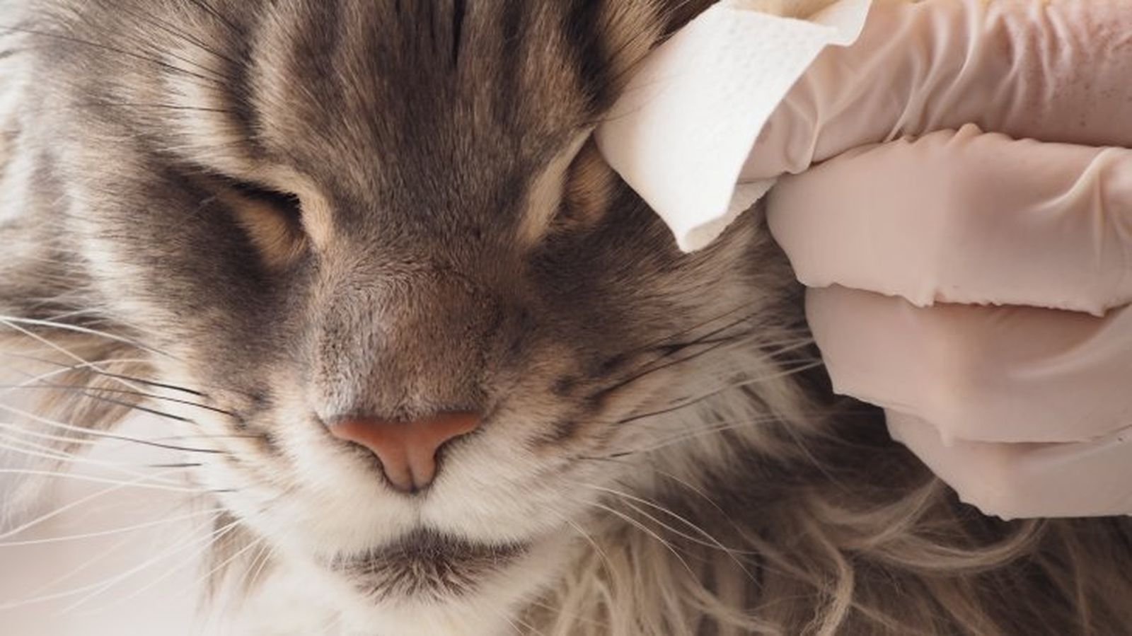 cuidados de los ojos de un gato 10