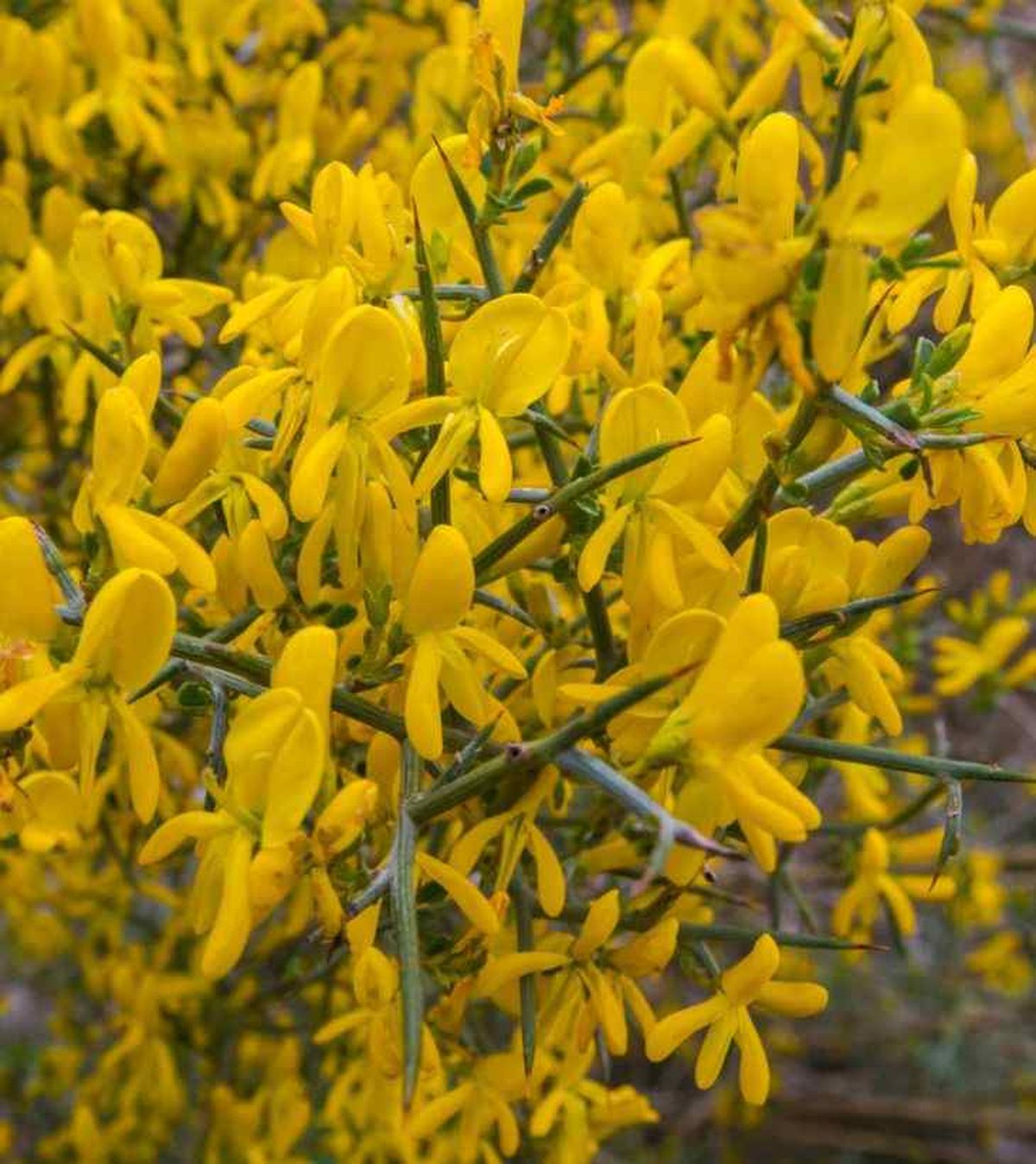 aliaga genista scorpius jardin