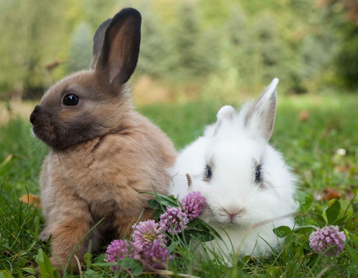 animales que dan buena suerte