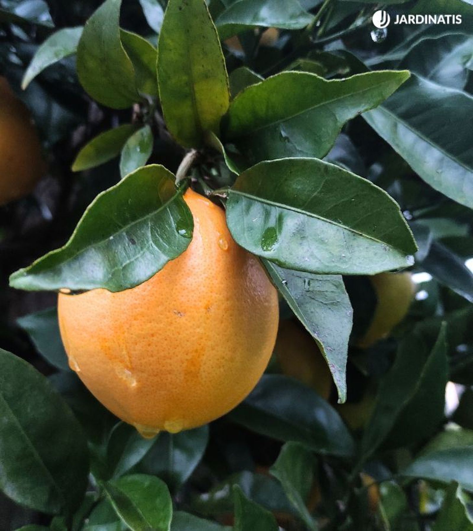 naranjas en el arbol naranjas en el arbol