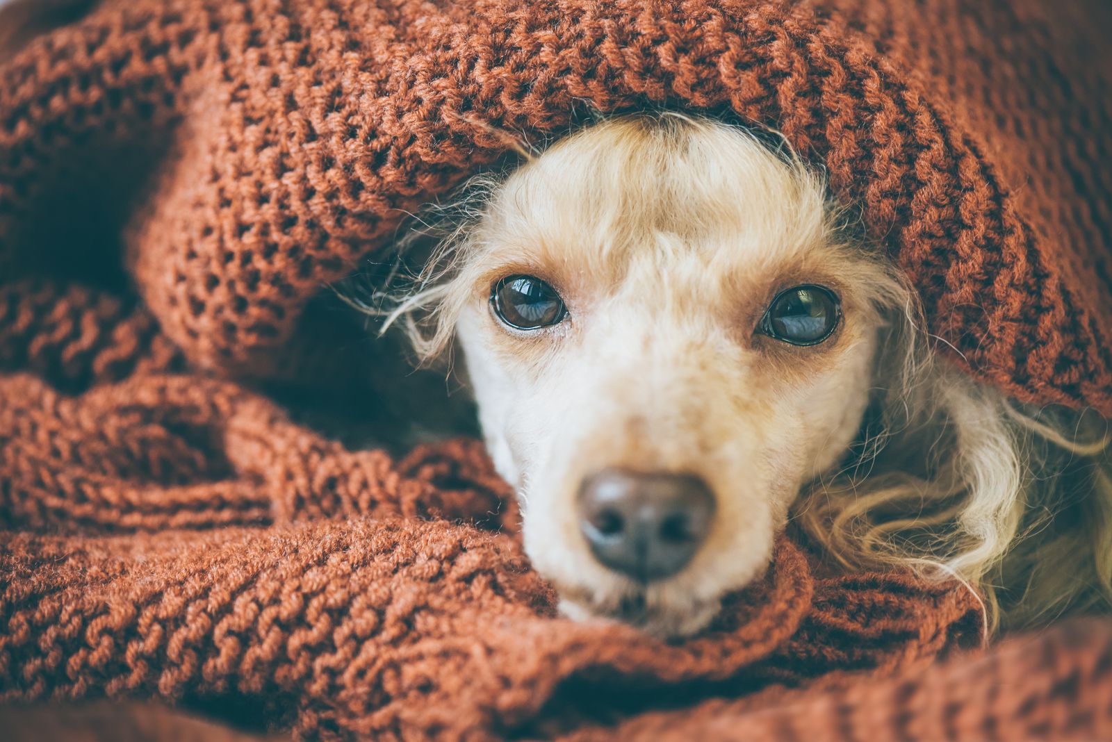 resfriado perro