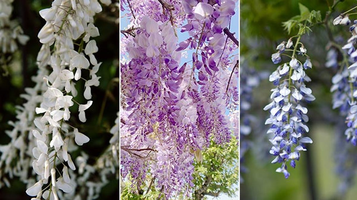 tonalidades de las flores de la glicinia o wisteria