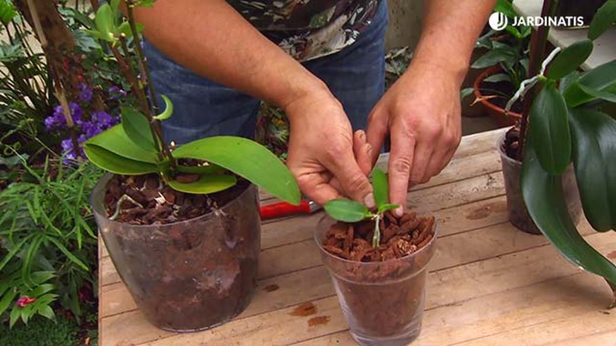 deco 661 reproducir orquidea tallo plantacion