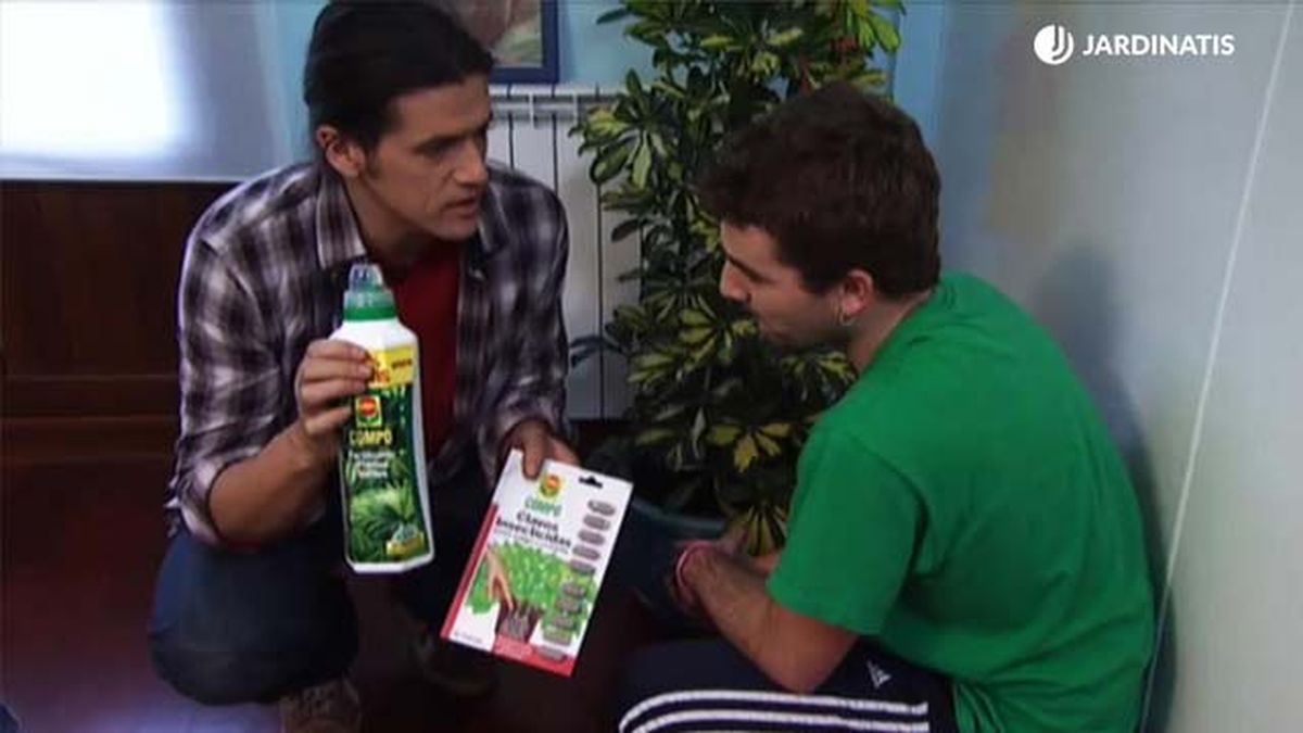 deco 378 jardin combatir cochinilla cheflera clavos insecticidas