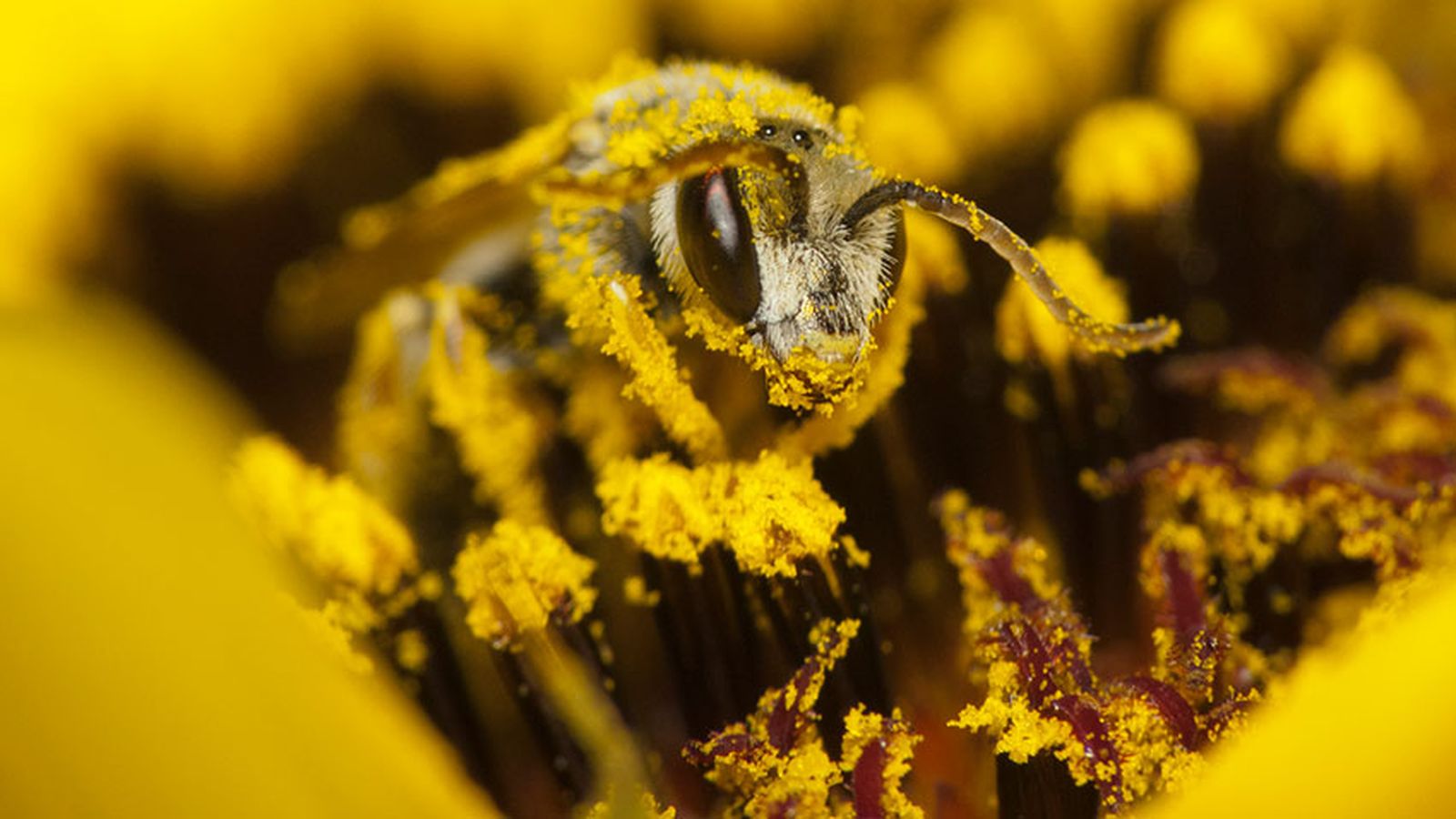 que pasaria si desaparecen abejas 1 que pasaria si desaparecen abejas 1