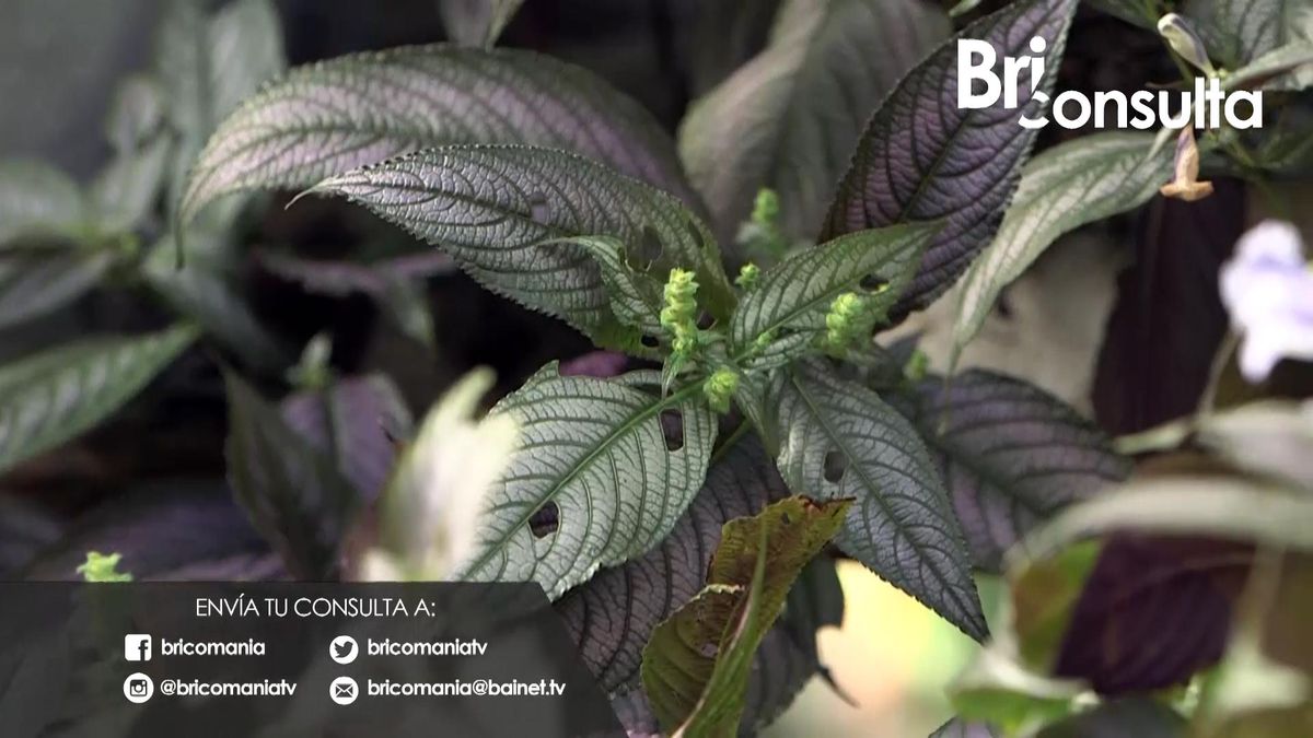 981 briconsulta jardineria revivir escudo persa