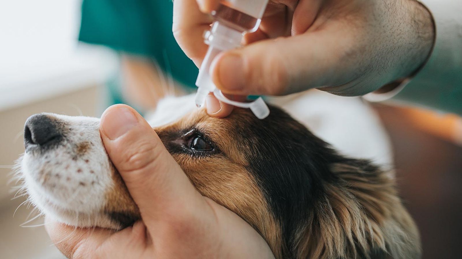 problemas oculares conjuntivitis perros 5