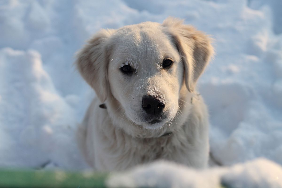 mascotas hipotermia cachorros