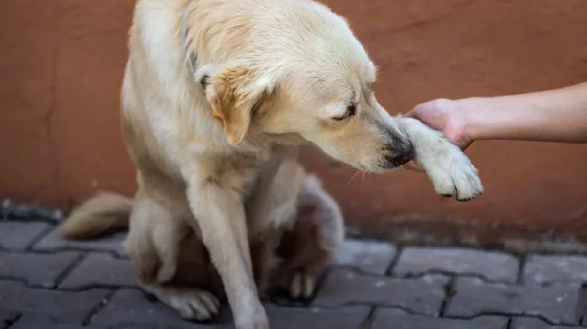 leishmaniosis canina 5