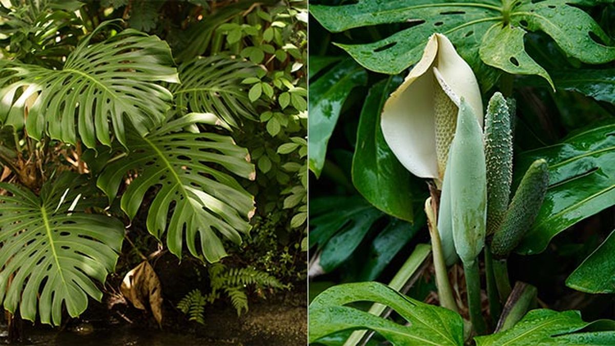 flor de la costilla de adan o monstera deliciosa