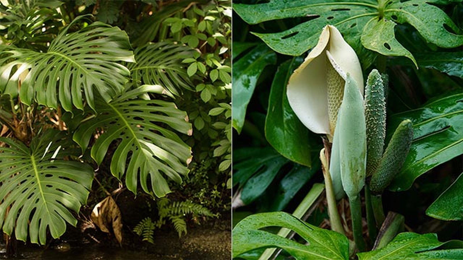 flor de la costilla de adan o monstera deliciosa flor de la costilla de adan o monstera deliciosa