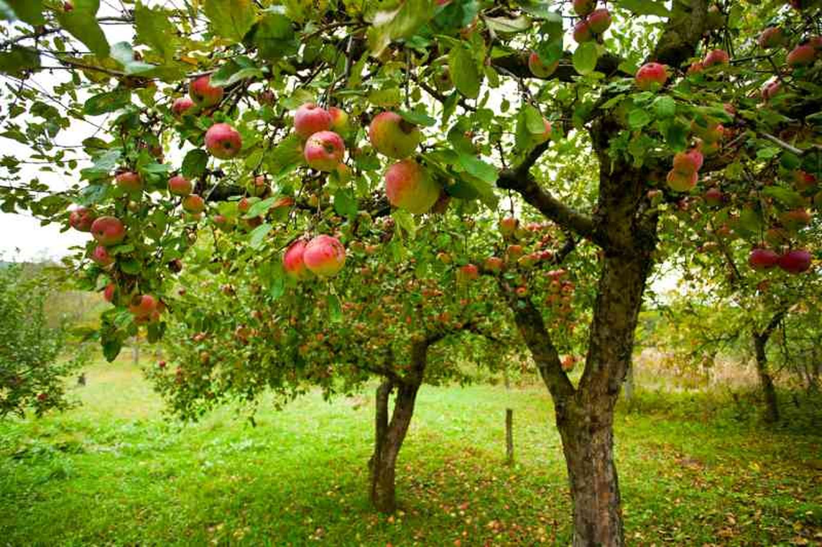 Malus domestica. Malus domestica.