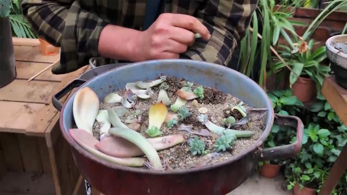 como multiplicar plantas crasas por esqueje de hoja xl