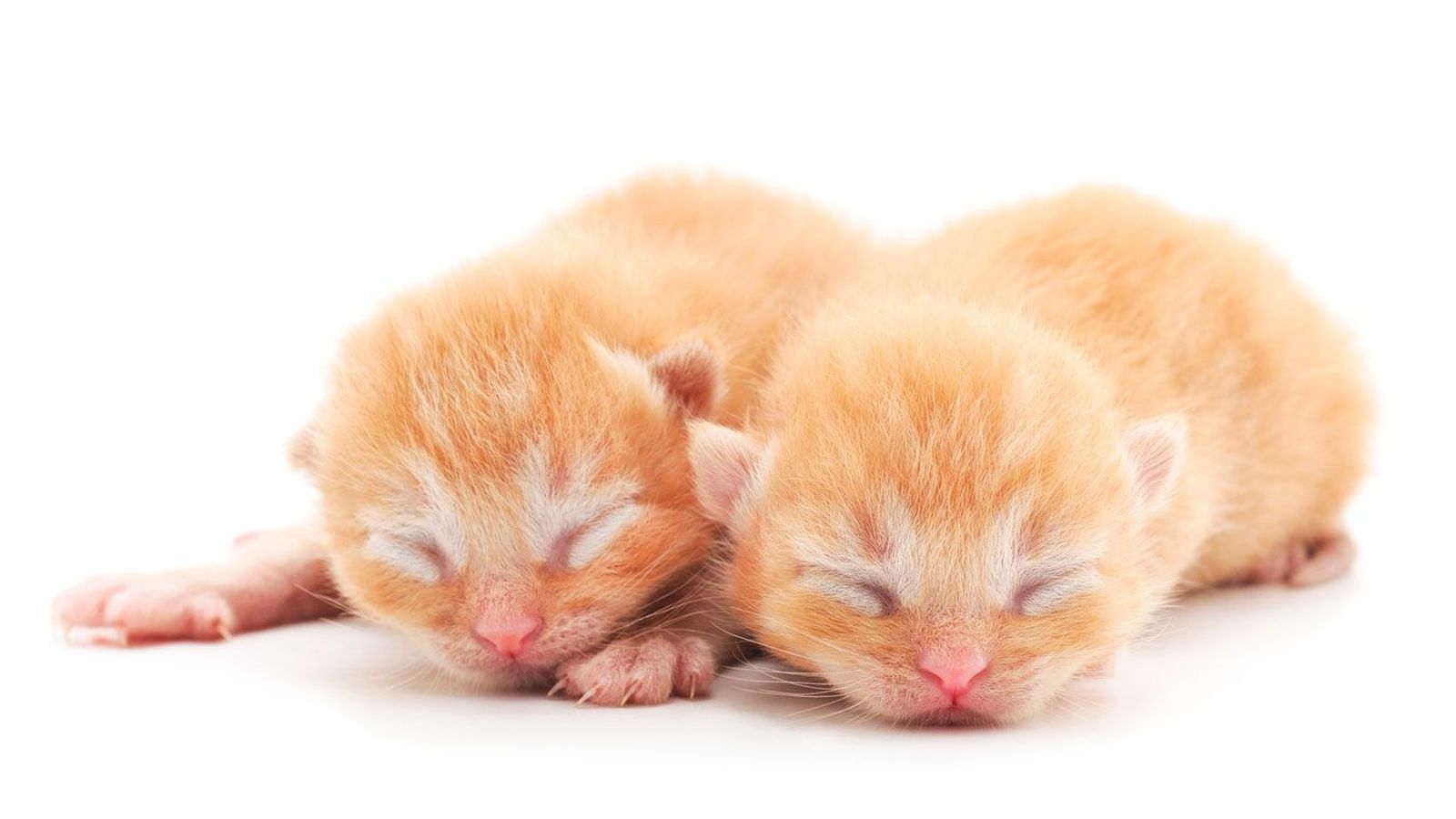 gatitos gatitos