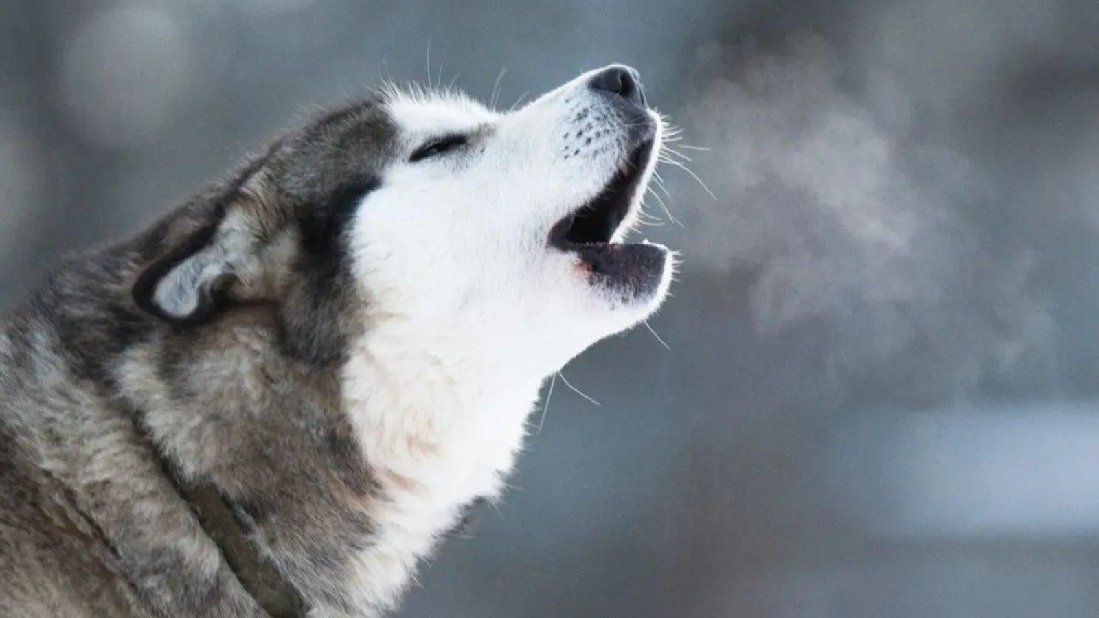 perros que parecen lobos ok