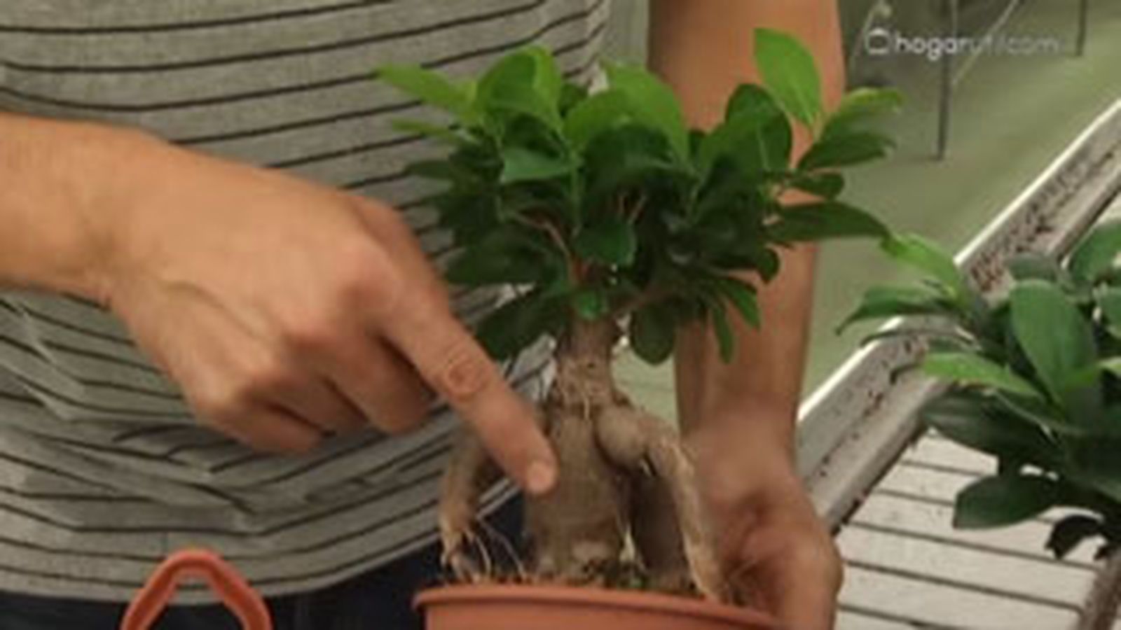 DEKO_JARDIN_403 aporte estetico ficus ginseng DEKO_JARDIN_403 aporte estetico ficus ginseng