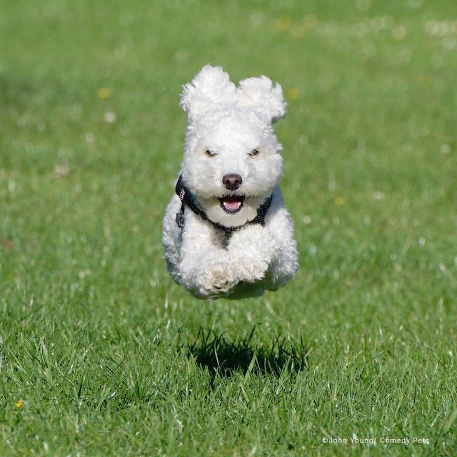 finalista25 premios fotografia Comedy Pet Photo Awards 2023