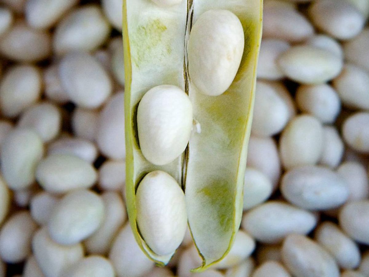 Vainas de pochas frescas: listas para desgranar y cocinar.