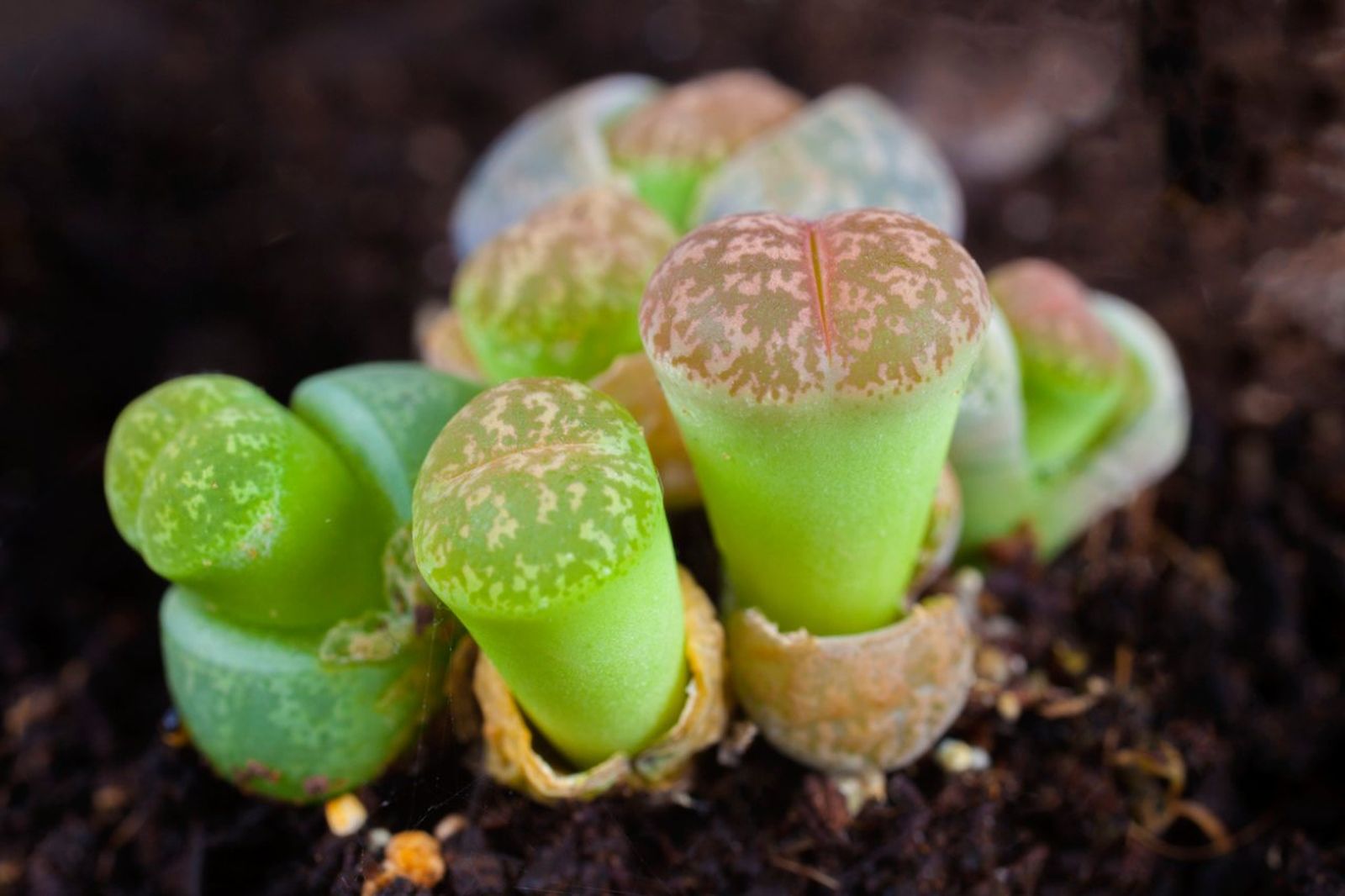 Lithops