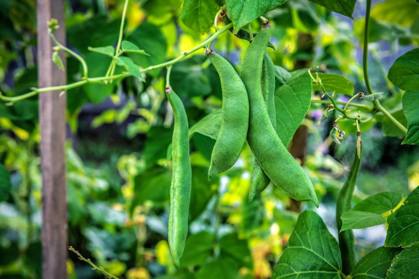 La judía verde es una planta leguminosa muy beneficiosa para el suelo.