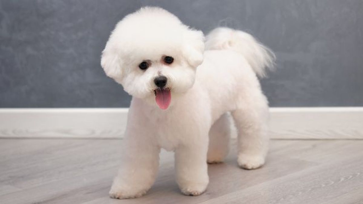 bichon maltes 11