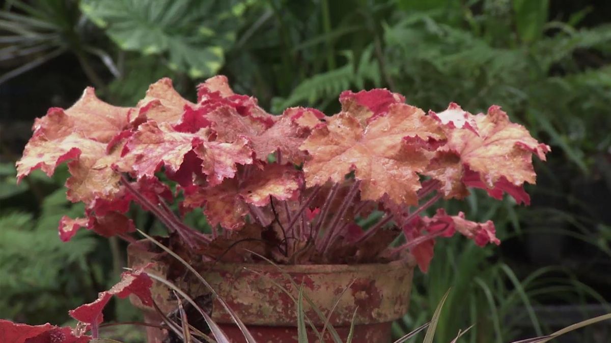 brico 1033 jardineria variedades heucheras