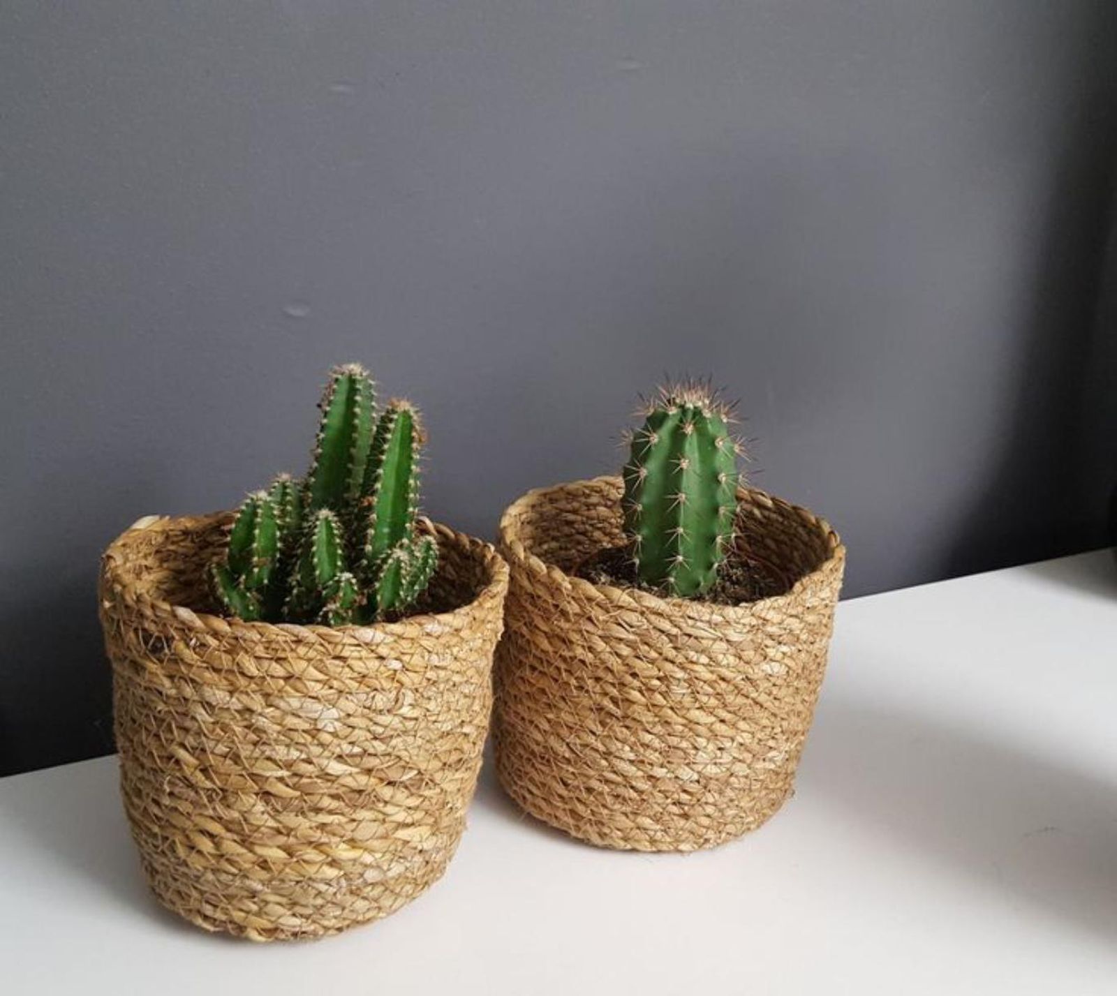 Cactus en cestas de mimbre.