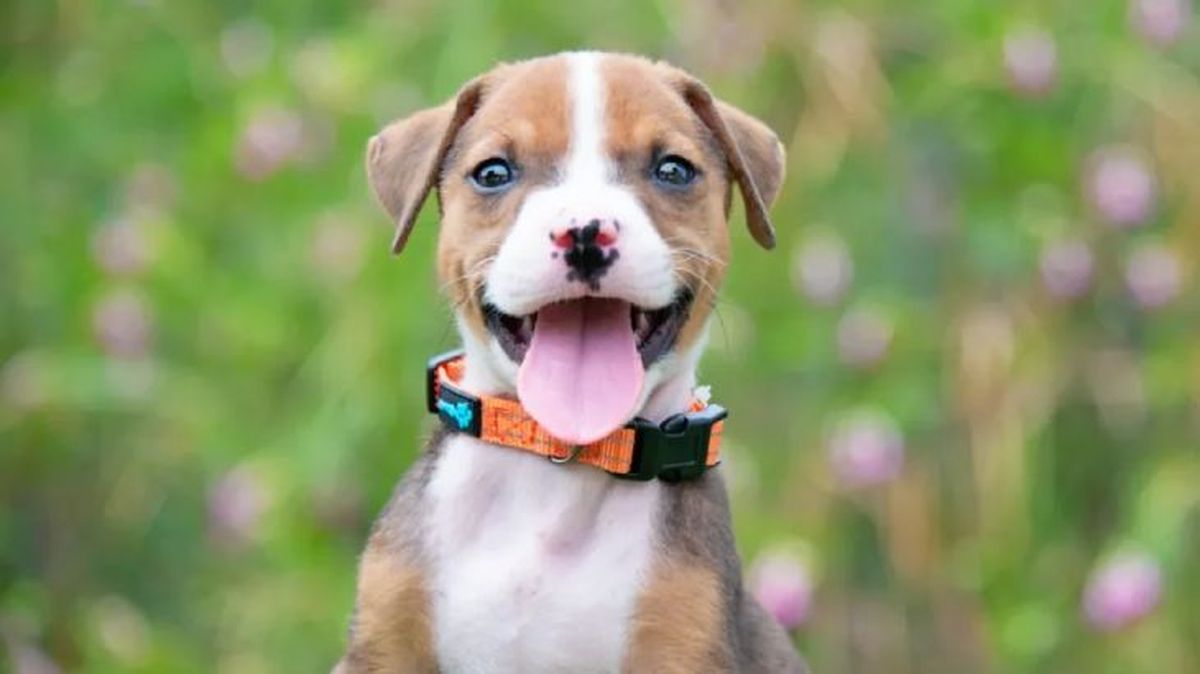 como cuidar a un cachorro de perro 1