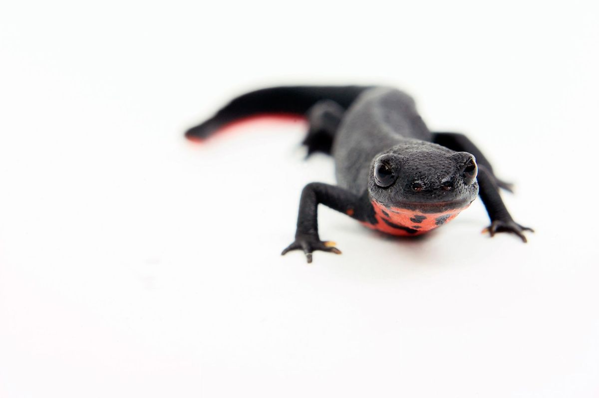 triton vientre fuego xl