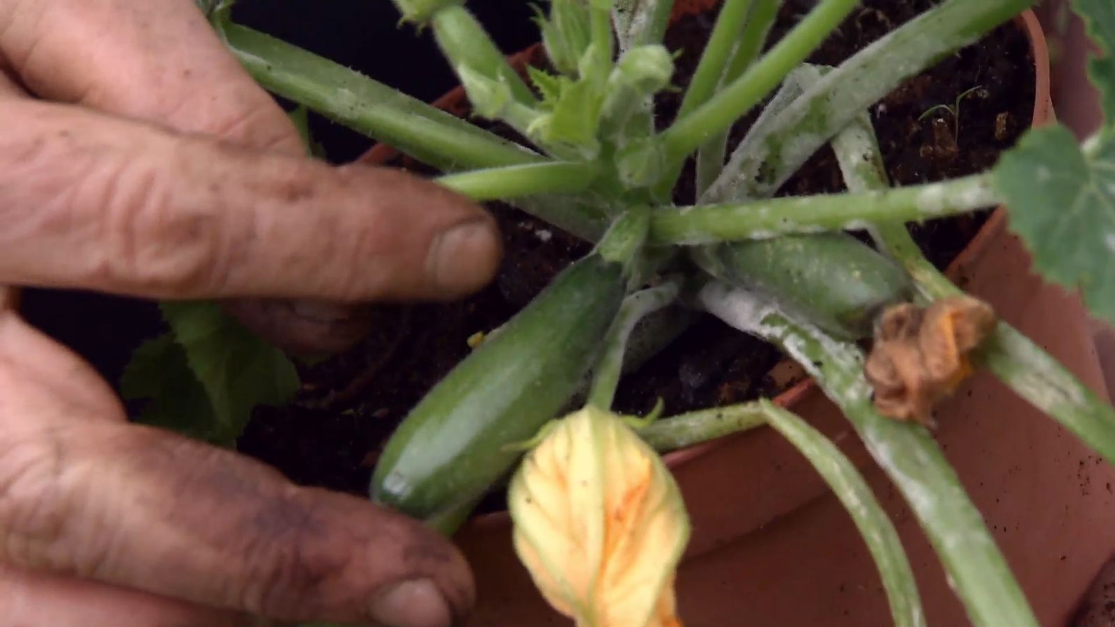cultivar calabacin