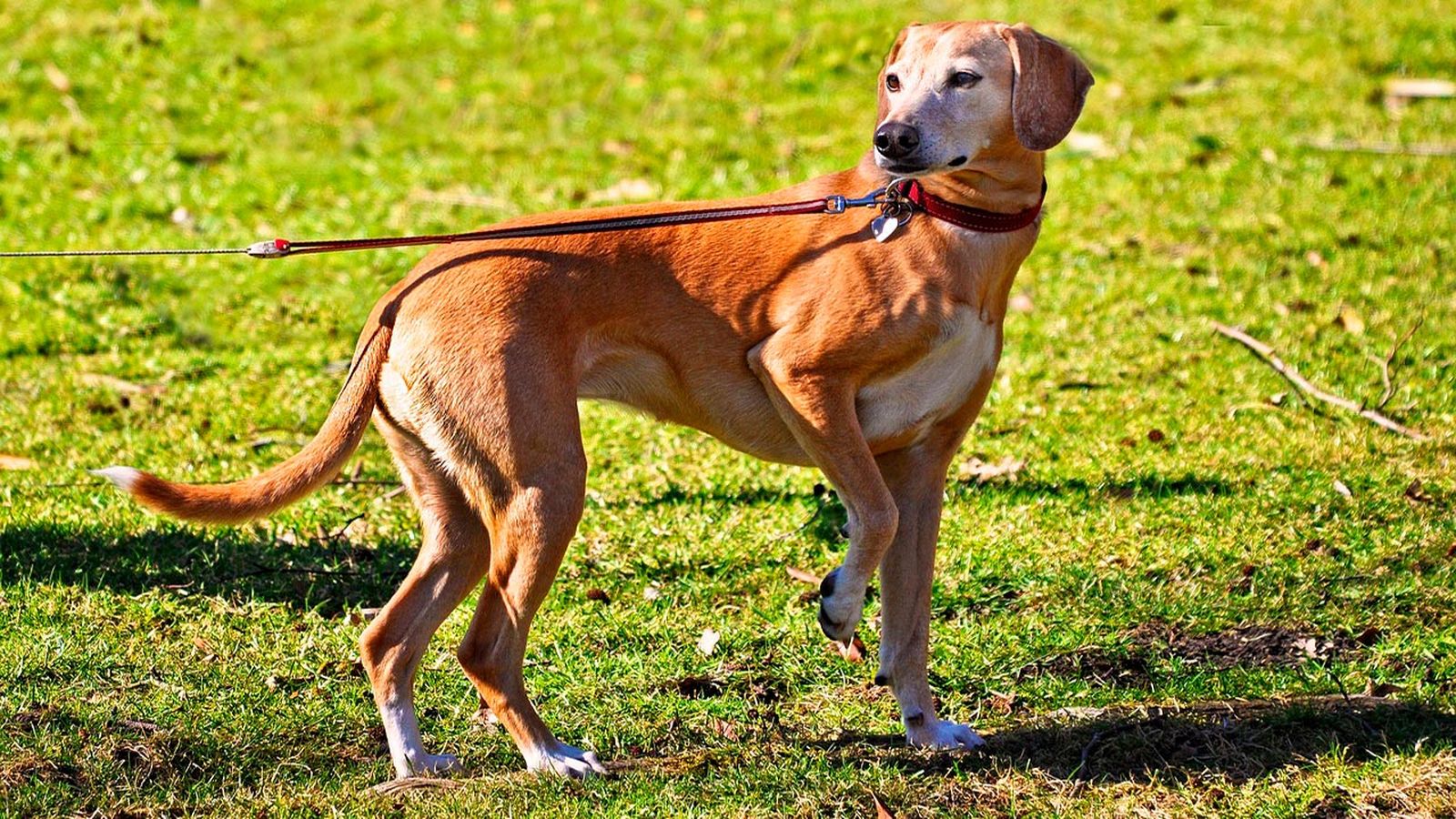 tipos de correas para perros tipos de correas para perros