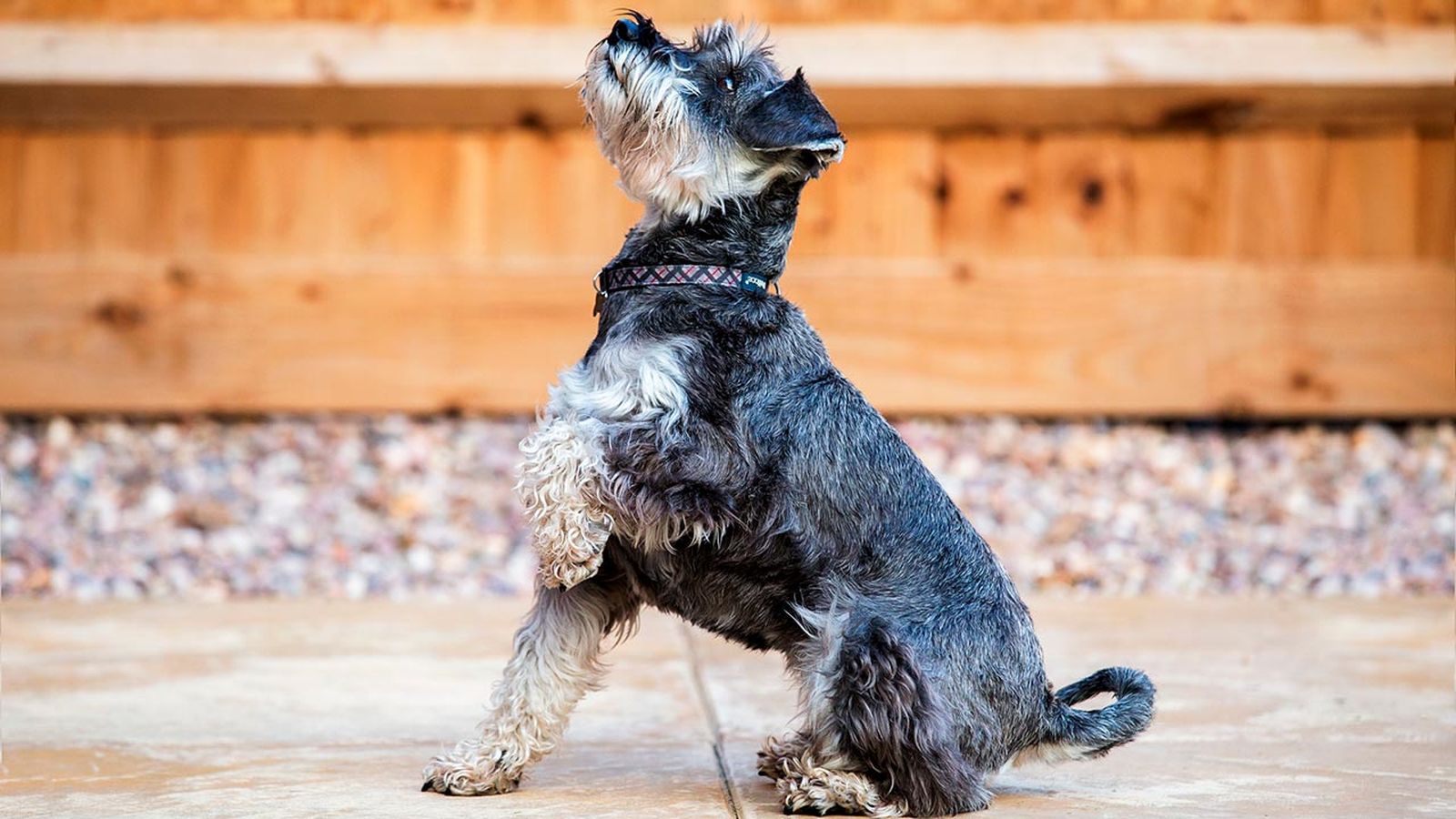schnauzer enano 5 schnauzer enano 5