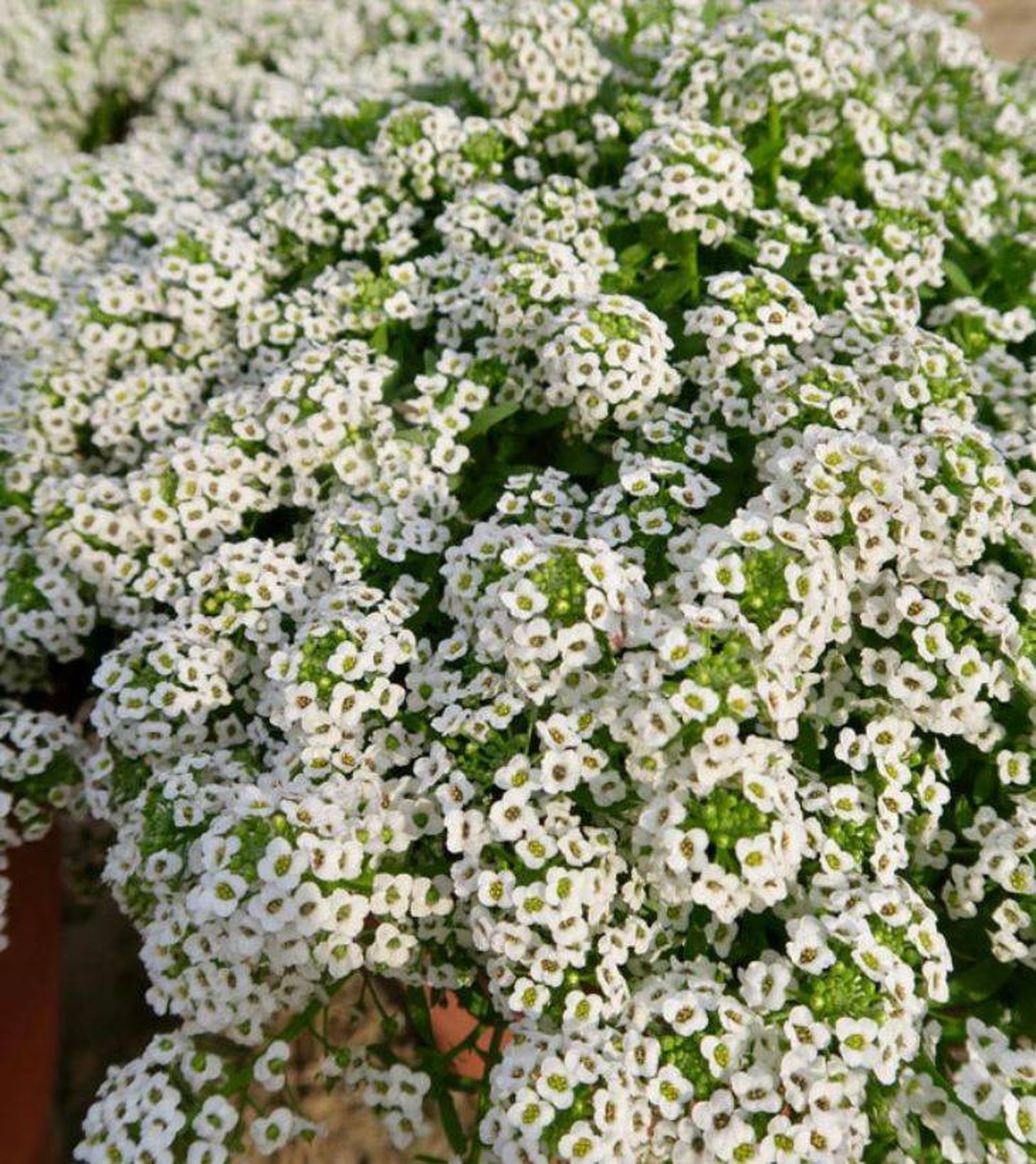 Flores blanca de la Lobularia maritima Flores blanca de la Lobularia maritima