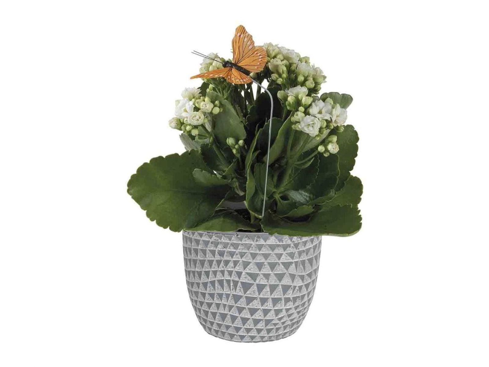 kalanchoe. kalanchoe.