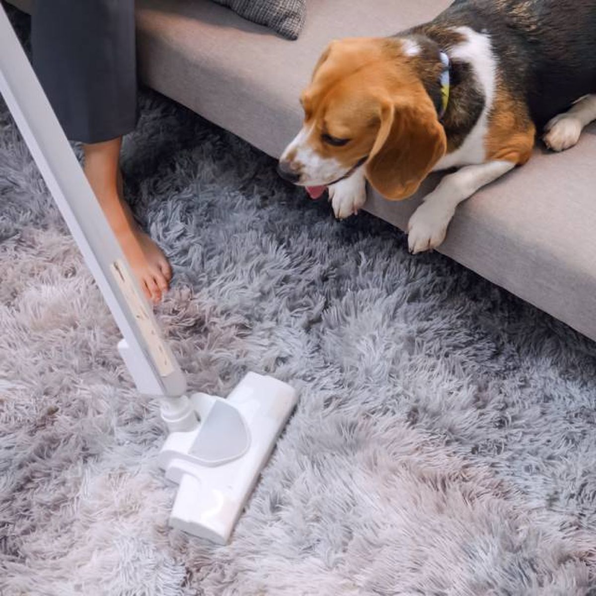 donde estan las pulgas en casa alfombras tapiceria