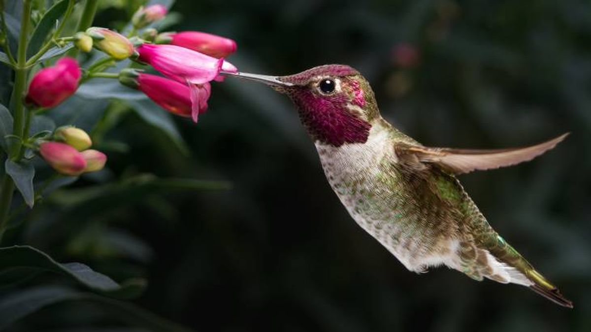 colibri polinizando flor