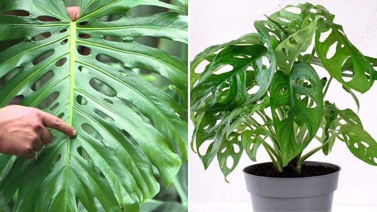 monstera de adan monstera adansonii