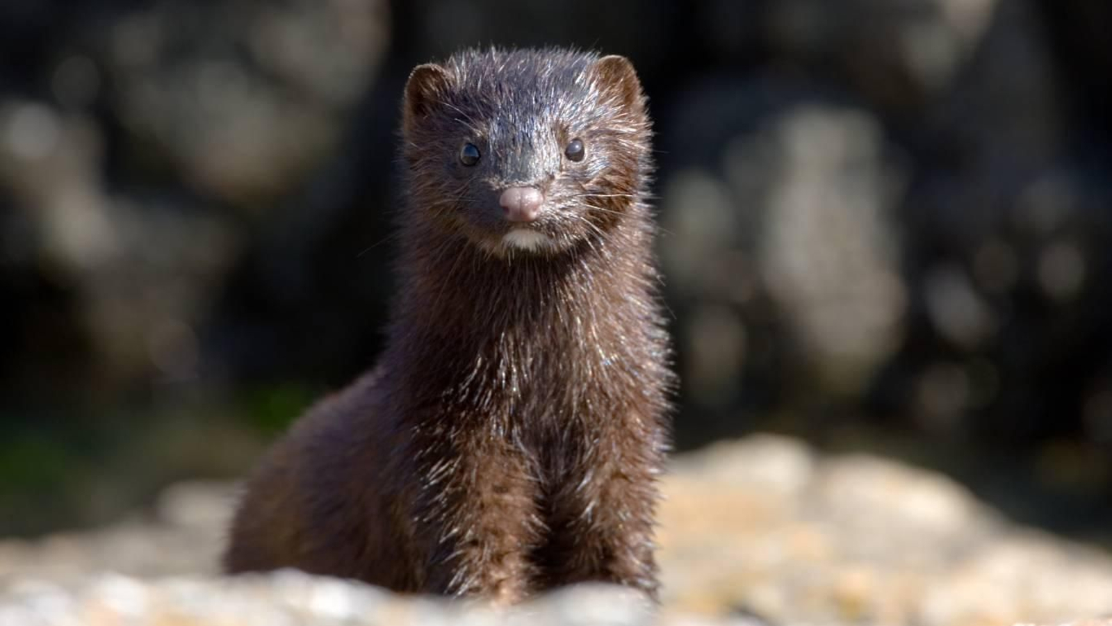 El visón (Neovison vison o Mustela lutreola) es un mustélido semiacuático.