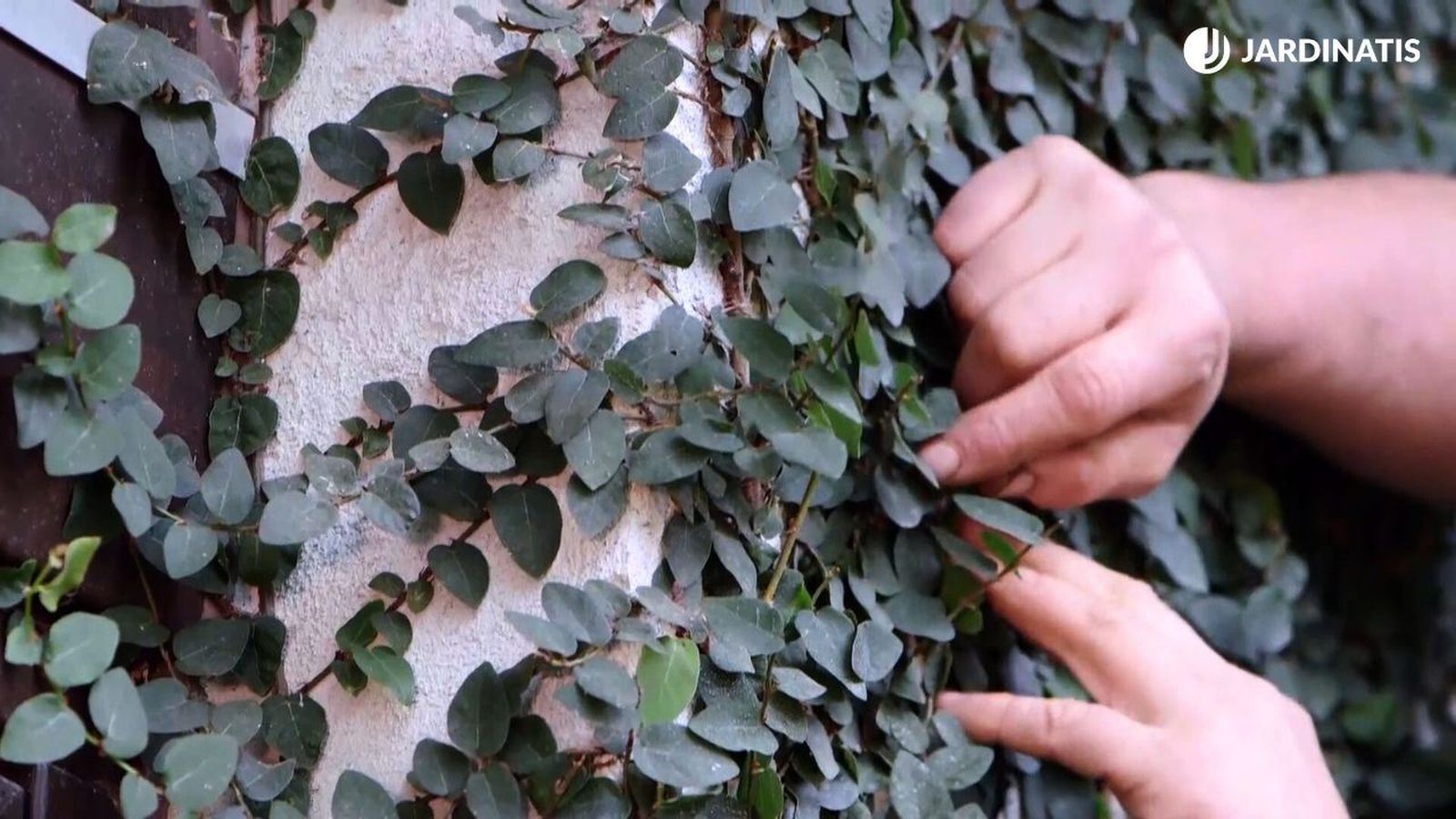 ficus trepador ficus pumila cuidados brico 943