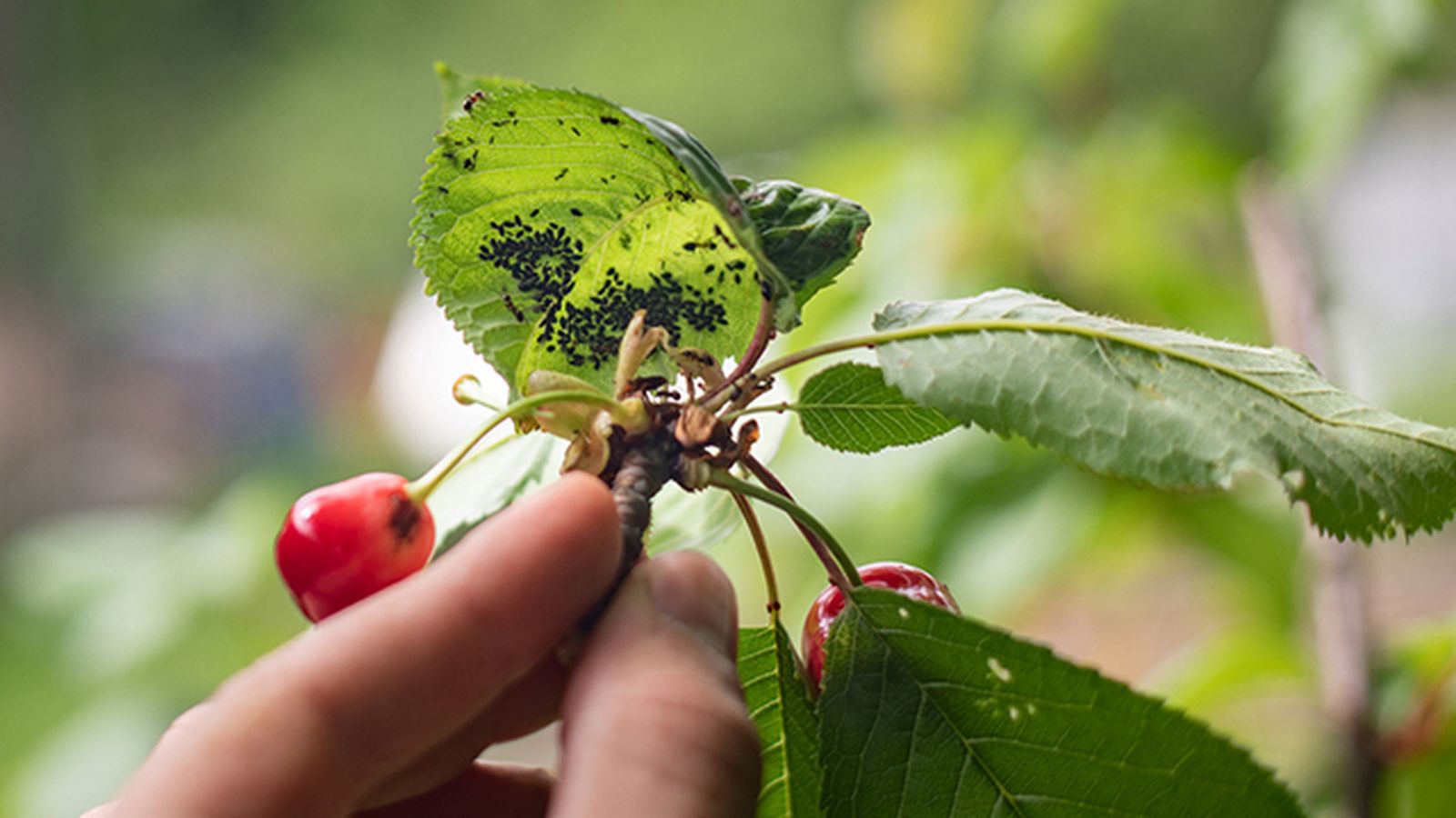 pulgon en las hojas de las plantas como combatirlo pulgon en las hojas de las plantas como combatirlo