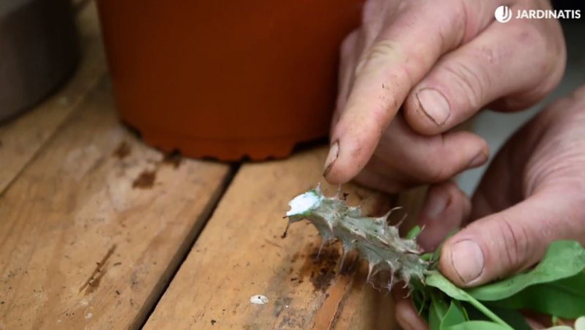 Esqueje de Euphorbia mili / foto: Hogarmania