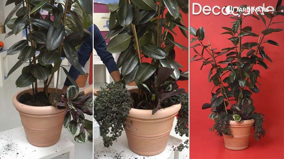 composicion con ficus robusta calatheas mikanias paso 2 deco jardin 115