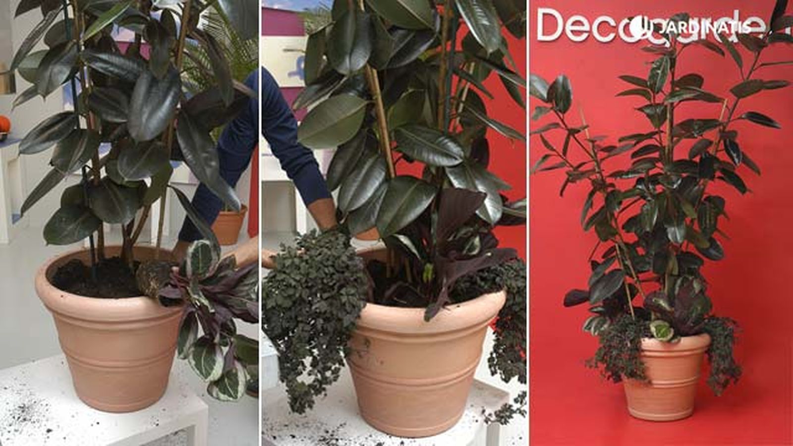 composicion con ficus robusta calatheas mikanias paso 2 deco jardin 115 composicion con ficus robusta calatheas mikanias paso 2 deco jardin 115