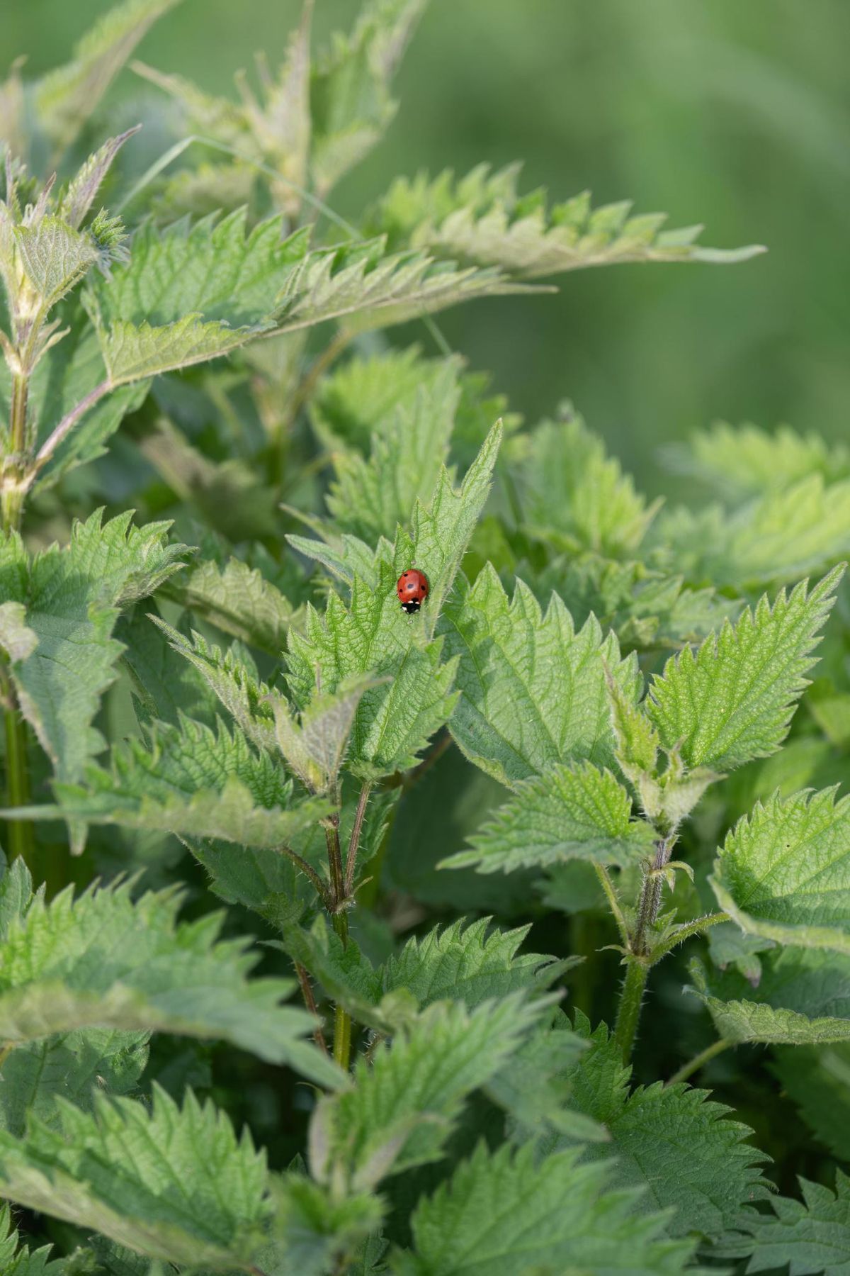 Las ortigas son el refugio perfecto para algunas especies de insectos.