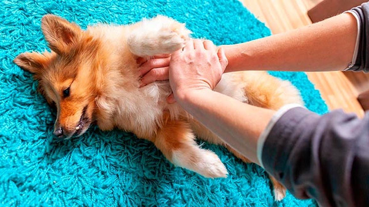 4 remedios caseros para la piel de las mascotas dermatitis tratamiento