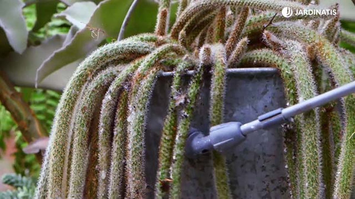 brico 935 3 tierra diatomeas eliminar plaga cochinilla aplicacion