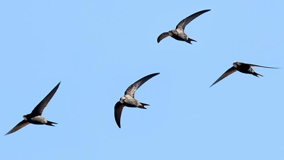 vencejo comun 1 grupo volando