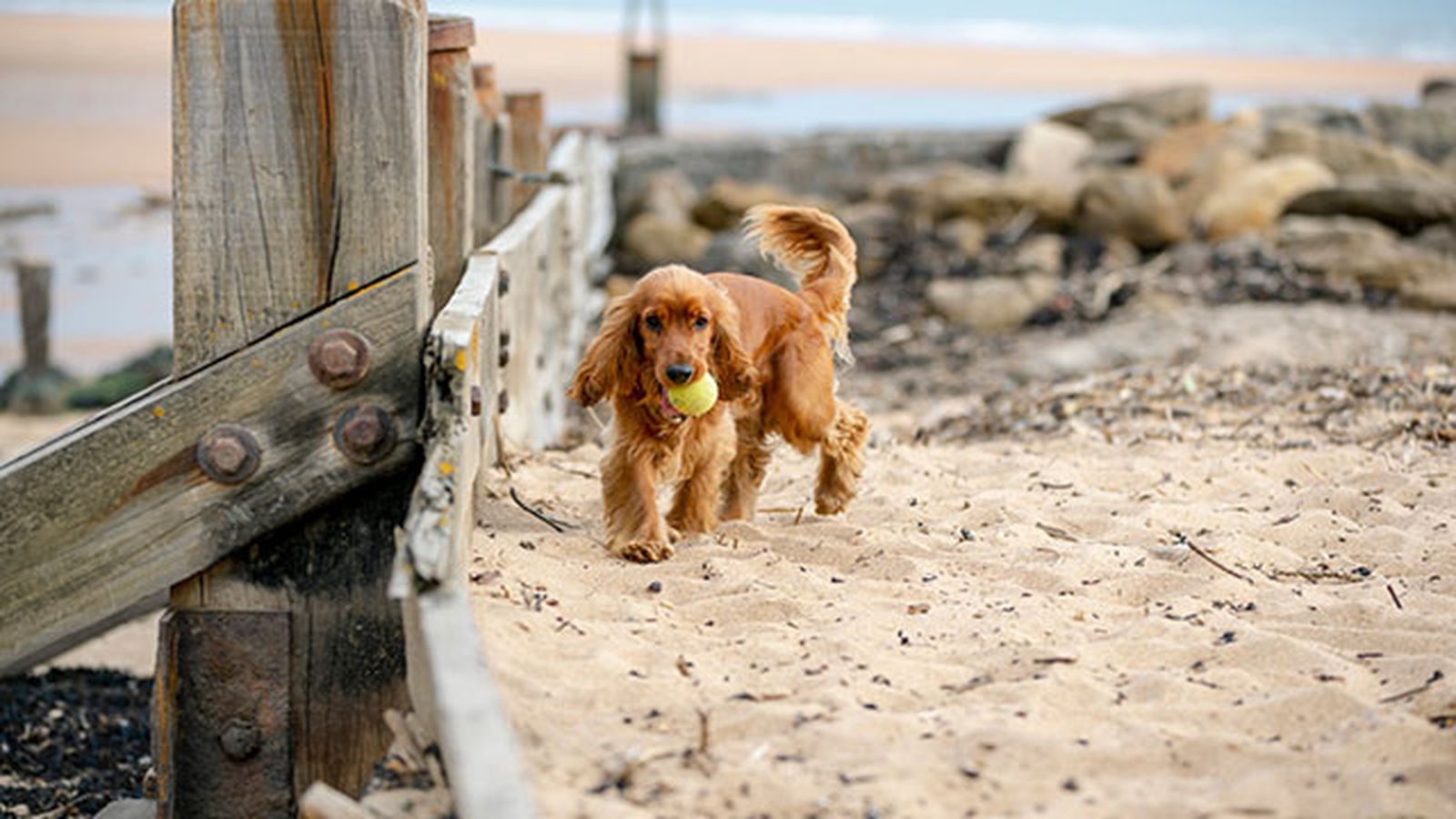 cocker en la playa cocker en la playa