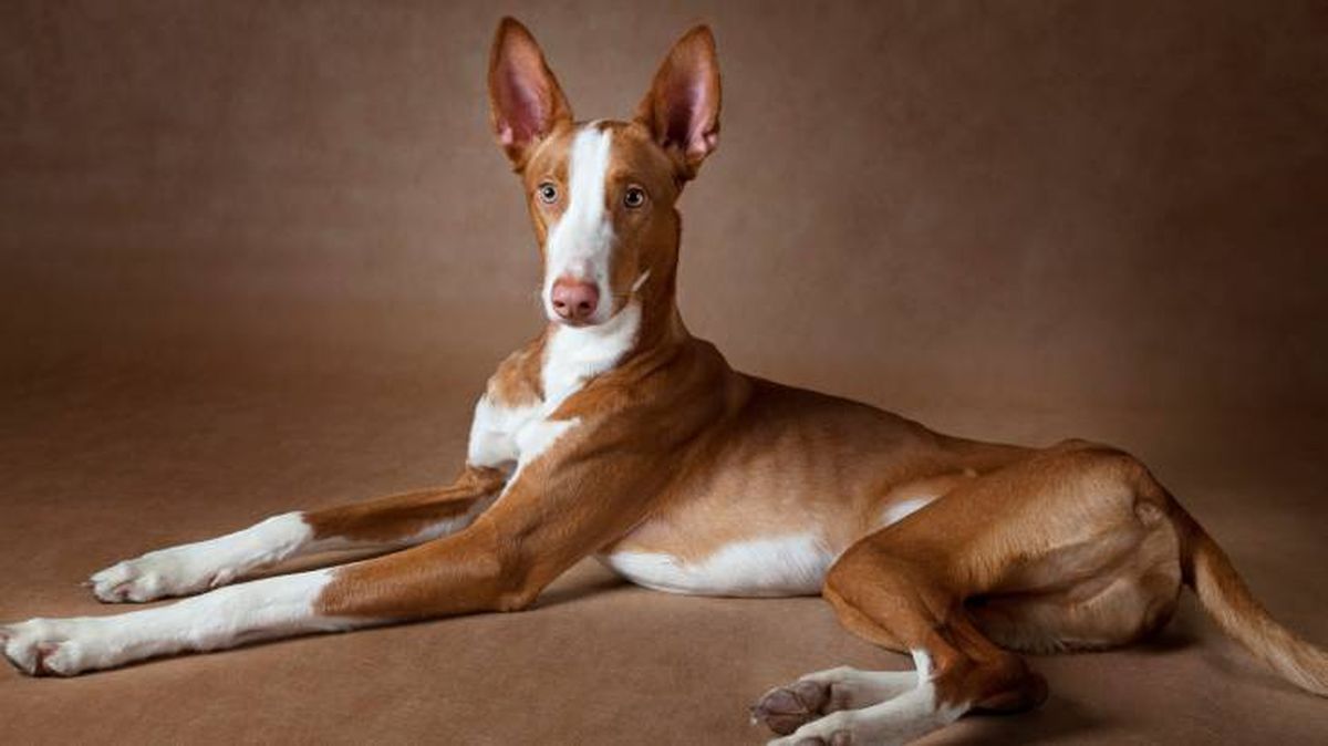 podenco ibicenco caracteristicas